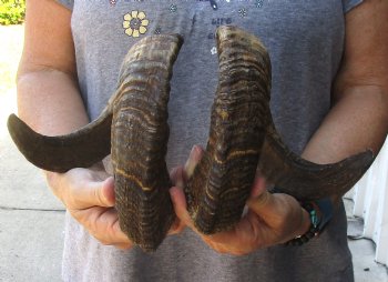 23 inch matching pair of ram sheep horns for sale - $42/pair