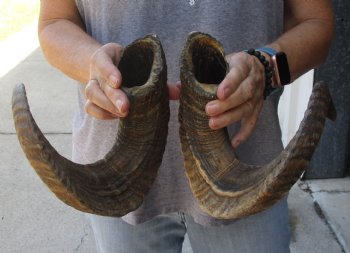 23 inch matching pair of ram sheep horns for sale - $42/pair