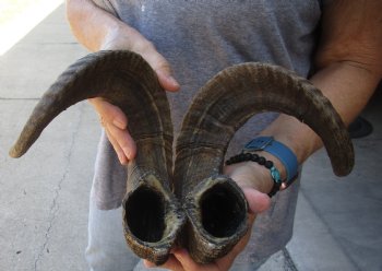 23 inch matching pair of ram sheep horns for sale - $42/pair