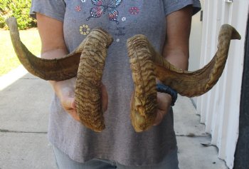 34 & 31 inch matching pair of ram sheep horns for sale $65/pair