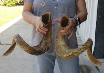 34 & 31 inch matching pair of ram sheep horns for sale $65/pair