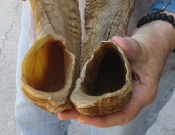 34 & 31 inch matching pair of ram sheep horns for sale $65/pair