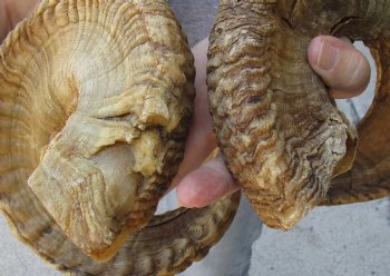 34 & 31 inch matching pair of ram sheep horns for sale $65/pair