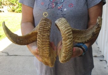27 inch matching pair of ram sheep horns for sale - $52/pair