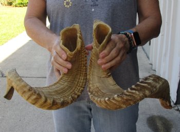 27 inch matching pair of ram sheep horns for sale - $52/pair