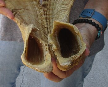 27 inch matching pair of ram sheep horns for sale - $52/pair