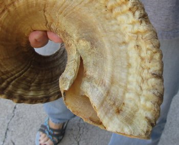 27 inch matching pair of ram sheep horns for sale - $52/pair