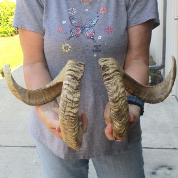31 inch matching pair of ram sheep horns for sale - $65/pair