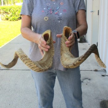 31 inch matching pair of ram sheep horns for sale - $65/pair