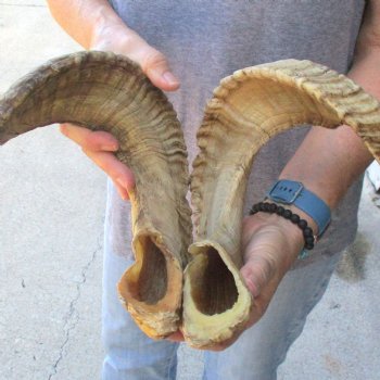 31 inch matching pair of ram sheep horns for sale - $65/pair
