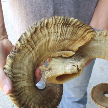 31 inch matching pair of ram sheep horns for sale - $65/pair