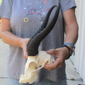 C-Grade African Male Springbok Skull with 11 1/2 inch horns for sale $39