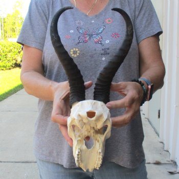 C-Grade African Male Springbok Skull with 11 1/2 inch horns for sale $39