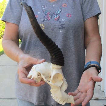 C-Grade African Male Springbok Skull with 11 1/2 inch horns for sale $39