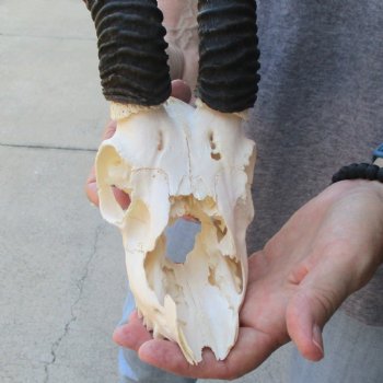 C-Grade African Male Springbok Skull with 11 1/2 inch horns for sale $39