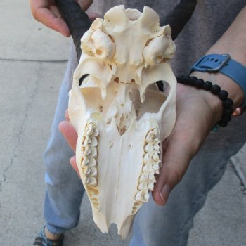 C-Grade African Male Springbok Skull with 11 1/2 inch horns for sale $39