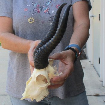 C-Grade African Male Springbok Skull with 10 1/4 inch horns for sale $39