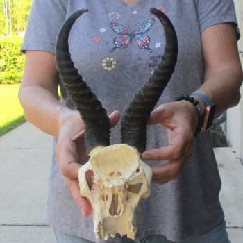 C-Grade African Male Springbok Skull with 10 1/4 inch horns for sale $39