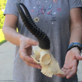 C-Grade African Male Springbok Skull with 10 1/4 inch horns for sale $39