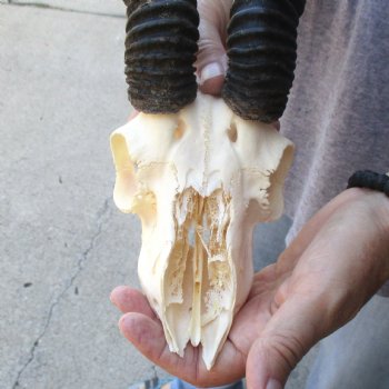 C-Grade African Male Springbok Skull with 10 1/4 inch horns for sale $39