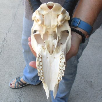 C-Grade African Male Springbok Skull with 10 1/4 inch horns for sale $39
