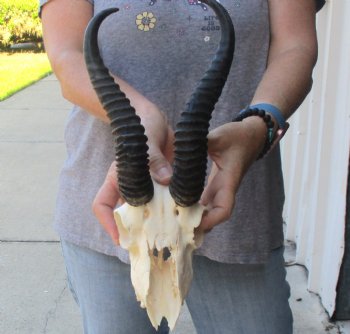 C-Grade African Male Springbok Skull with 10 1/2 inch horns for sale $39