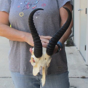 C-Grade African Male Springbok Skull with 11 & 10 1/2 inch horns for sale $39