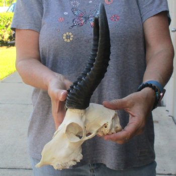 C-Grade African Male Springbok Skull with 11 & 10 1/2 inch horns for sale $39