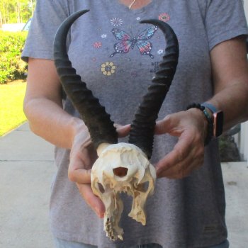 C-Grade African Male Springbok Skull with 11 & 10 1/2 inch horns for sale $39