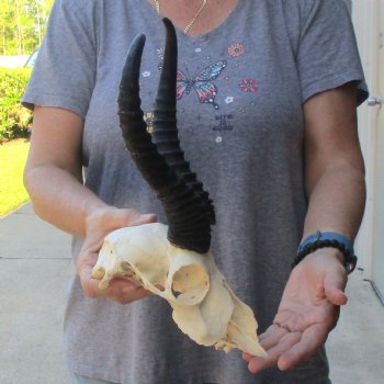C-Grade African Male Springbok Skull with 11 & 10 1/2 inch horns for sale $39