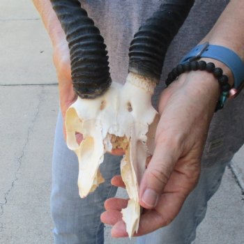 C-Grade African Male Springbok Skull with 11 & 10 1/2 inch horns for sale $39