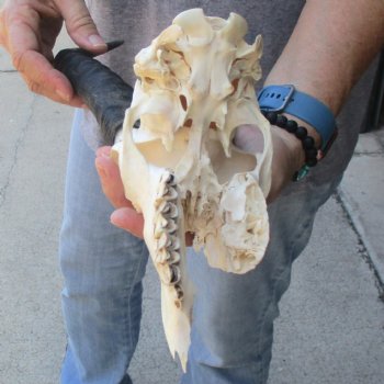 C-Grade African Male Springbok Skull with 11 & 10 1/2 inch horns for sale $39