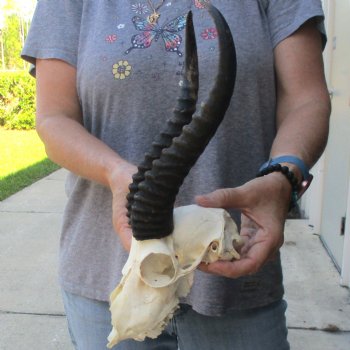 C-Grade African Male Springbok Skull with 10 1/2 inch horns for sale $39