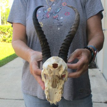 C-Grade African Male Springbok Skull with 10 1/2 inch horns for sale $39