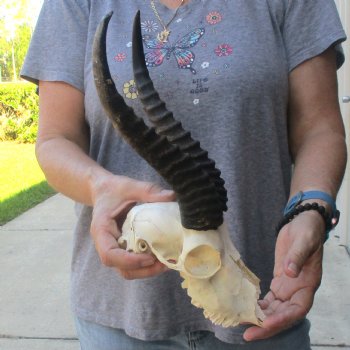 C-Grade African Male Springbok Skull with 10 1/2 inch horns for sale $39