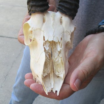 C-Grade African Male Springbok Skull with 10 1/2 inch horns for sale $39