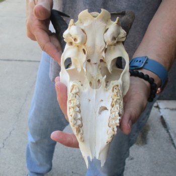 C-Grade African Male Springbok Skull with 10 1/2 inch horns for sale $39