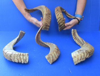 5 piece lot of Ram Horns, Sheep Horns 17-19 inches - $55/lot