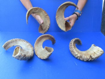 5 piece lot of Ram Horns, Sheep Horns 17-19 inches - $55/lot