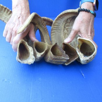 5 piece lot of Ram Horns, Sheep Horns 17-19 inches - $55/lot