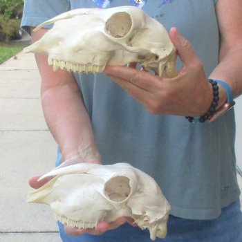 B-Grade Sheep Skull, 8" long & 4" wide, No Horns - $39
