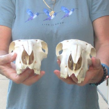 B-Grade Sheep Skull, 8" long & 4" wide, No Horns - $39