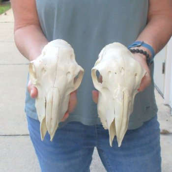 B-Grade Sheep Skull, 8" long & 4" wide, No Horns - $39
