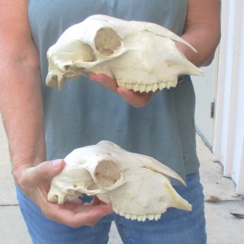 B-Grade Sheep Skull, 8" long & 4" wide, No Horns - $39