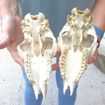 B-Grade Sheep Skull, 8" long & 4" wide, No Horns - $39