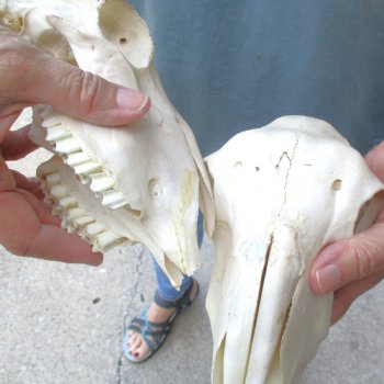 B-Grade Sheep Skull, 8" long & 4" wide, No Horns - $39