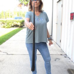 Buy this Gemsbok horn for making shofars, 35-1/4 inches for $26