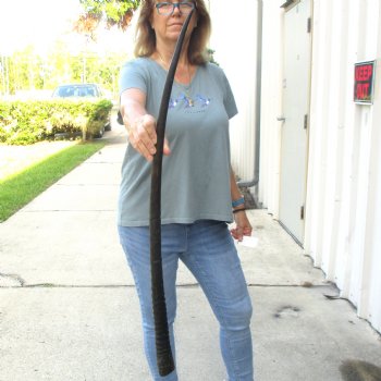 Buy this Gemsbok horn for making shofars, 35-1/4 inches for $26