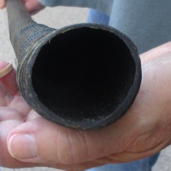 Buy this Gemsbok horn for making shofars, 35-1/4 inches for $26