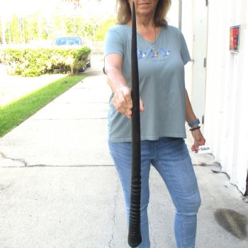 Buy this Gemsbok horn for making shofars, 33-1/2 inches for $26